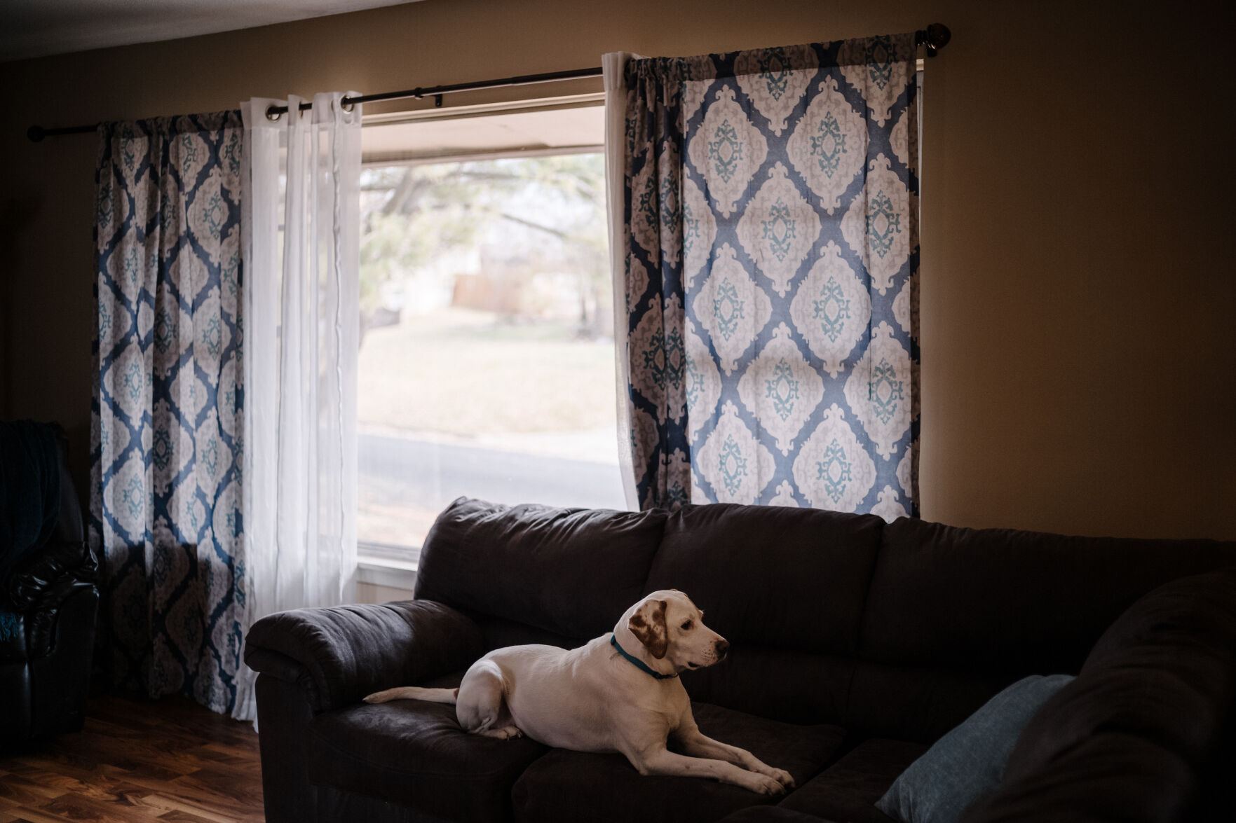 Shiloh sits on the couch while his owner Misty Philips gives a tour of her home